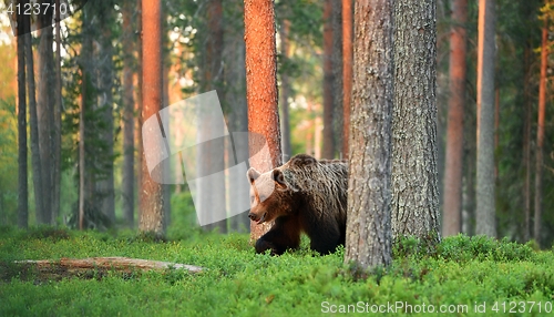 Image of brown bear, sunset, forest