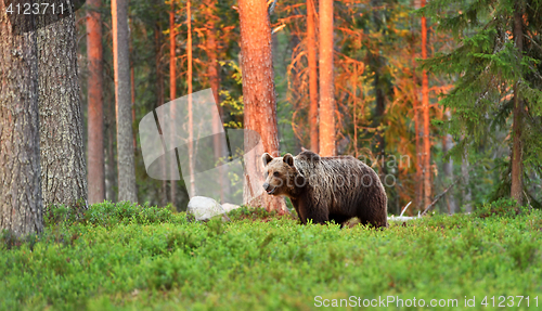 Image of brown bear at sunset in forest