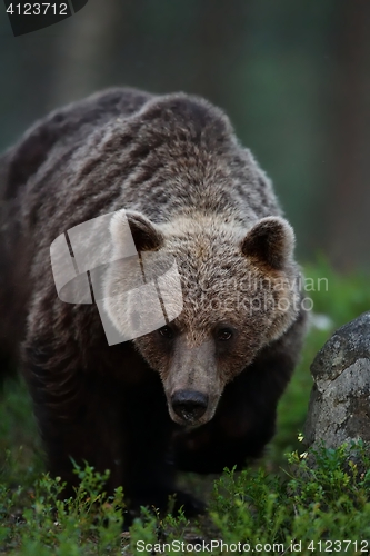 Image of brown bear portrait at twilight. brown bear at night.