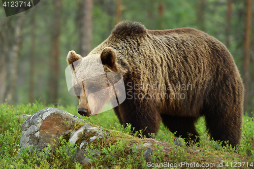 Image of brown bear (ursus arctos)