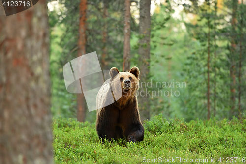 Image of brown bear in forest landscape