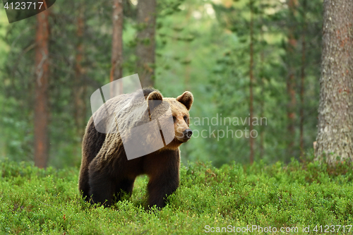 Image of big brown bear in forest