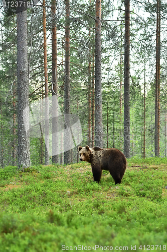 Image of brown bear