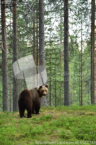 Image of brown bear watching over the shoulder