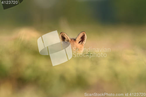 Image of Red fox kit. Red fox puppy. Juvenile red fox. Red fox pup. Little fox.