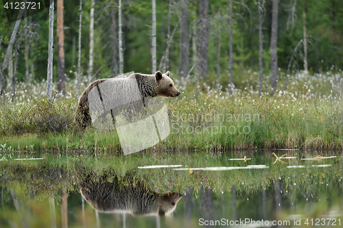 Image of Reflection of a brown bear in a pond