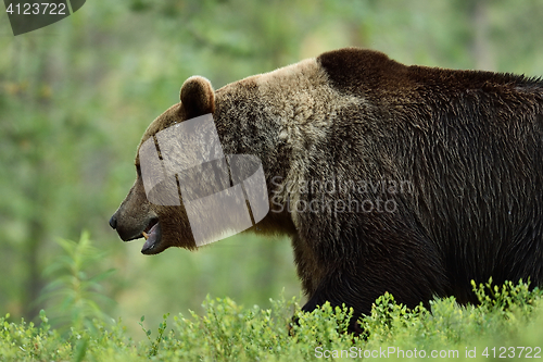 Image of brown bear side view