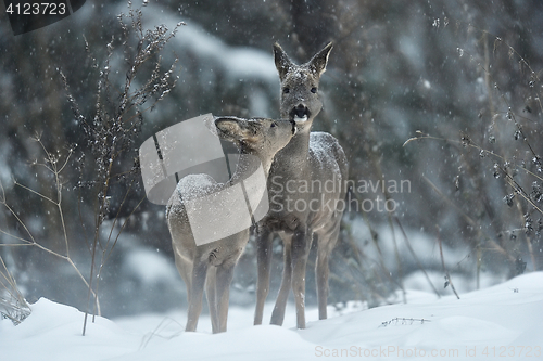 Image of Roe deer kiss. Animal love.