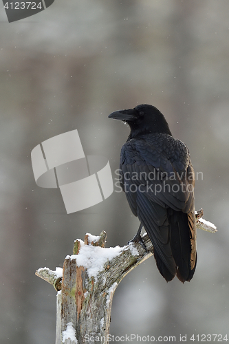 Image of Raven (Corvus corax) on tree at snowfall. Winter.