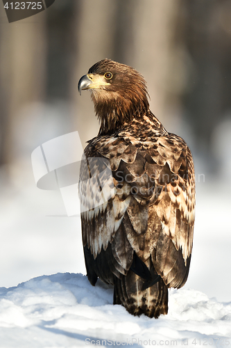 Image of White-tailed Eagle (Haliaeetus albicilla) on snow. Birds of prey. Raptor.