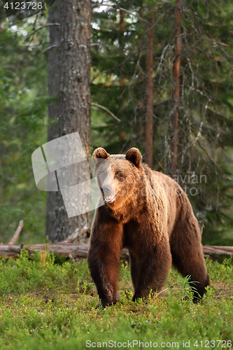 Image of brown bear powerful posture in forest