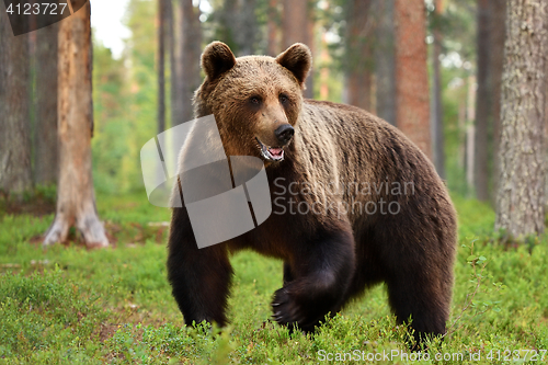 Image of Brown bear (ursus arctos) in forest. Grizzly.