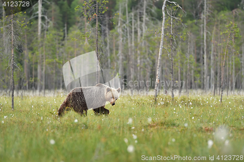 Image of Brown bear walking with forest background. Brown bear walking in bog. Summer.