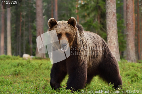 Image of brown bear (ursus arctos)