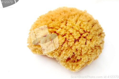 Image of Natural sponge