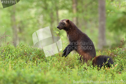 Image of wolverine standing in a forest landscape