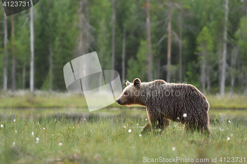 Image of Brown bear walking in wetland, bog, forest background.