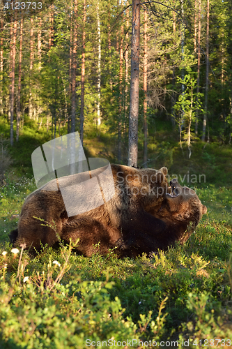 Image of Bear fight. Bear wrestling. Bear attack. Animal fight.