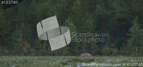 Image of Gray wolf (Canis lupus) in bog landscape.