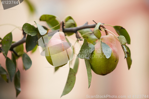 Image of Organic Pears on tree. Ready for picking