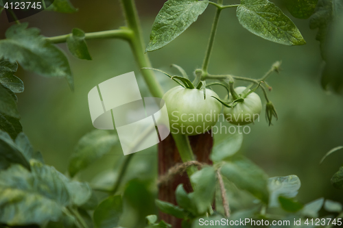 Image of Organic green tomatoes on the bush in a field