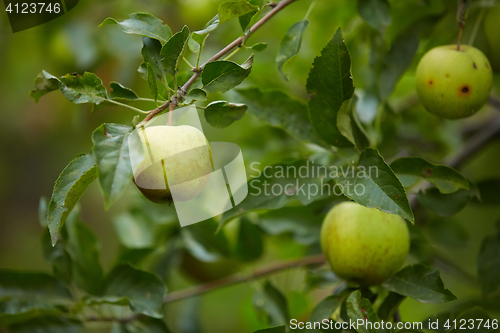 Image of Organic green apple.