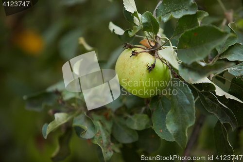 Image of Organic green apple.