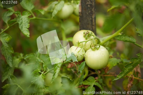 Image of Organic green tomatoes on the bush in a field