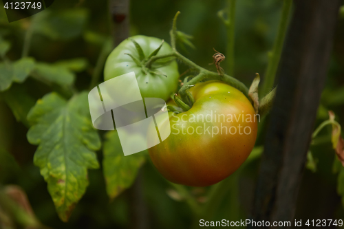 Image of Organic green tomatoes on the bush in a field