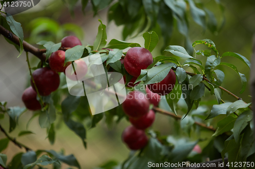 Image of Several ripe red nectarines hanging from the branches of a tree in an orchard