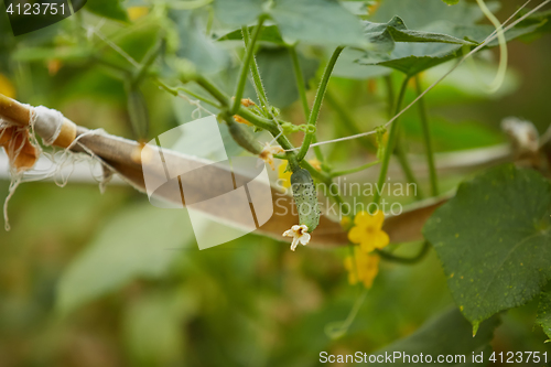 Image of The organic homegrown green cucumber