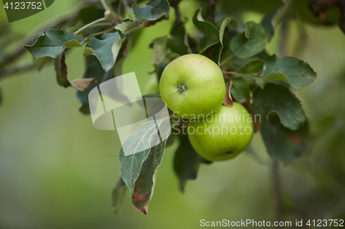 Image of Organic green apple.