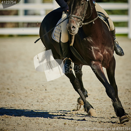 Image of Rider on bay horse in competitions