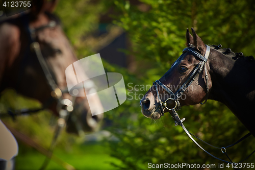 Image of Horses on nature.
