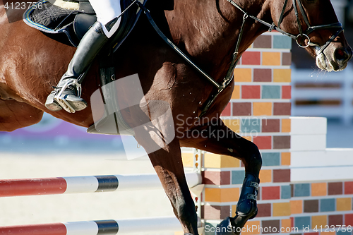 Image of Rider on bay horse in competitions