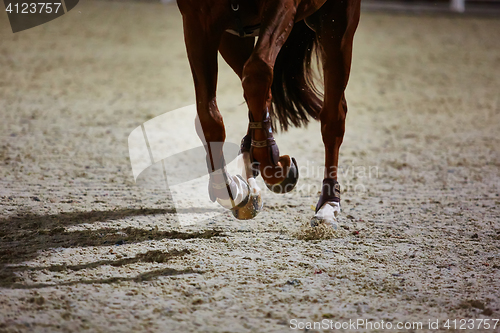 Image of Rider on bay horse in competitions