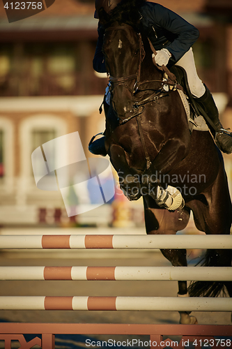 Image of Rider on bay horse in competitions