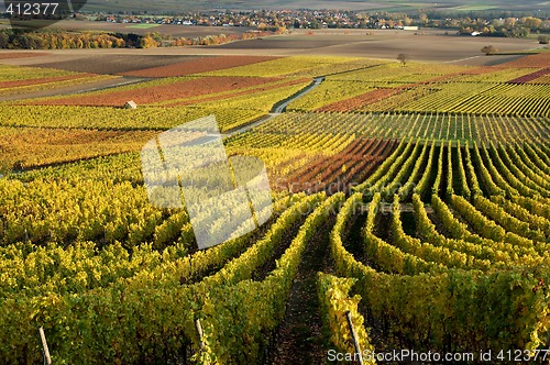 Image of Vineyard. The Rhine Valley, Germany