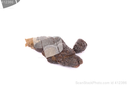 Image of small poo