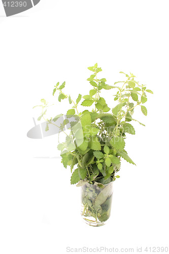Image of green herb