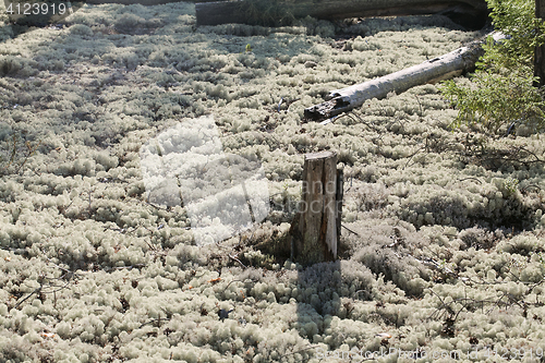 Image of Reindeer lichen, close-up