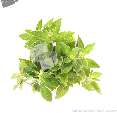 Image of green herb