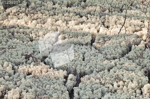 Image of Reindeer lichen, close-up