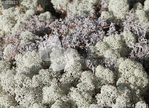 Image of Reindeer lichen, close-up