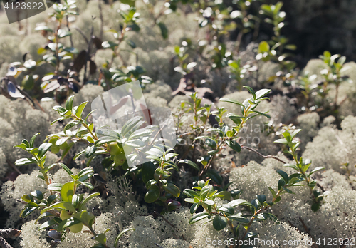 Image of Reindeer lichen, close-up