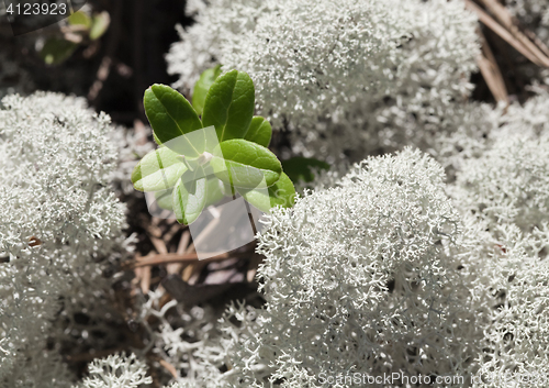 Image of Reindeer lichen, close-up