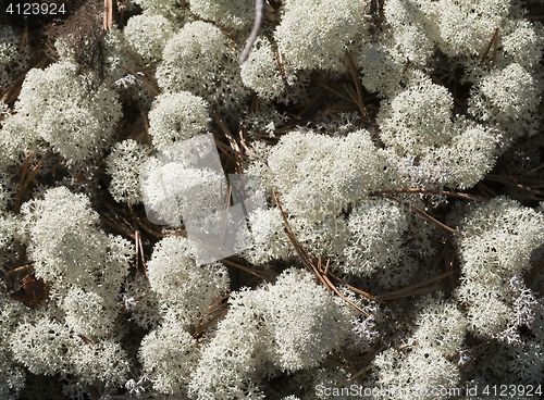 Image of Reindeer lichen, close-up