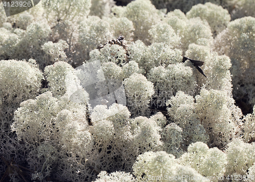 Image of Reindeer lichen, close-up