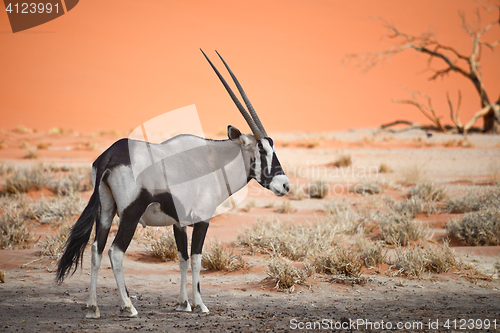 Image of oryx in Africa