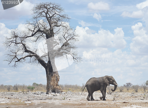 Image of elephant in Africa